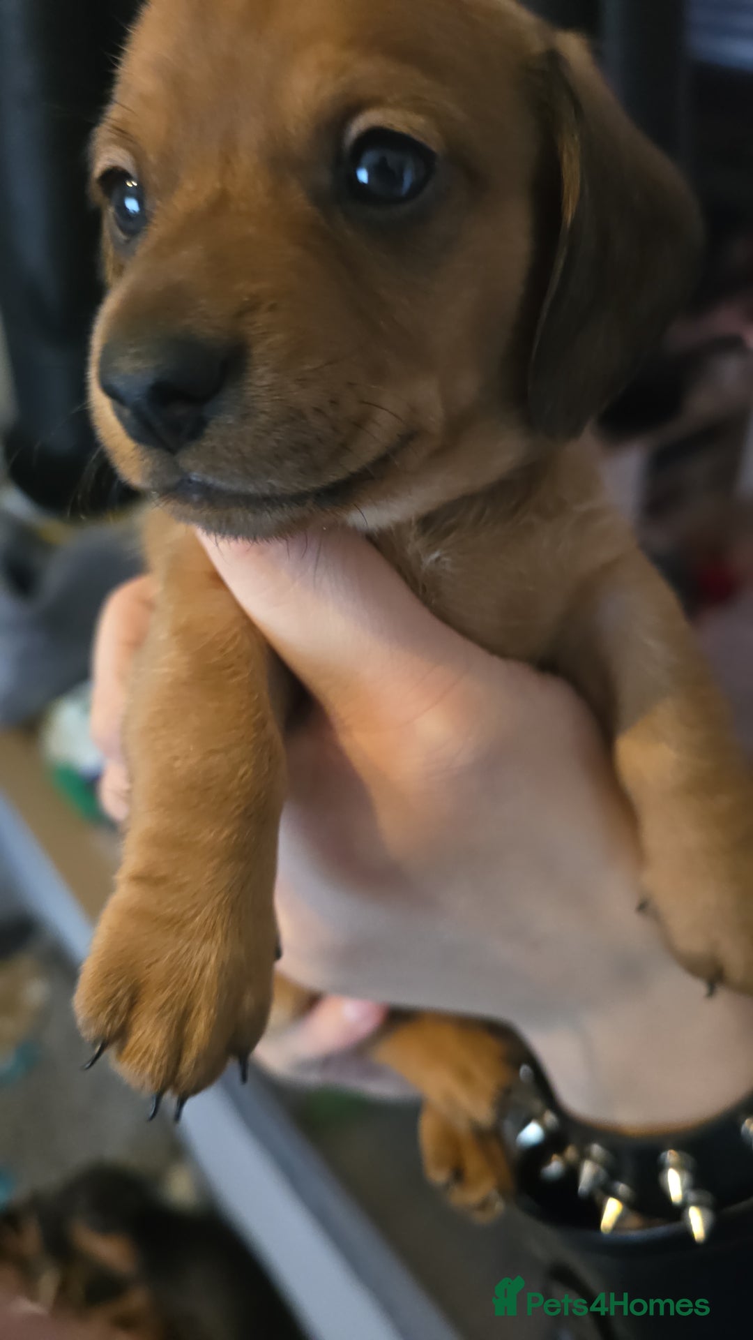 Miniature Dachshund dogs for sale: mini dachshund puppies - Image 11