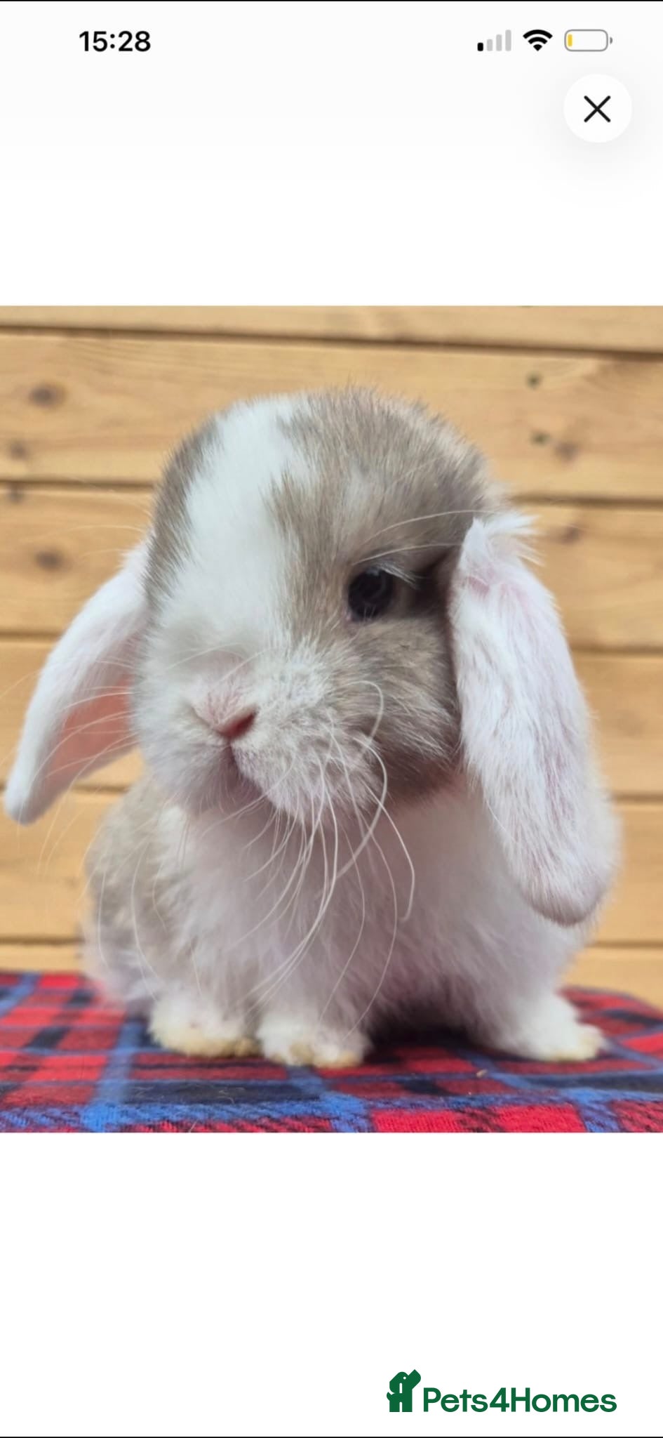 Mini Lop rabbits 🐰 Mini Lop Rabbits for Sale 🐰 - Advert 1