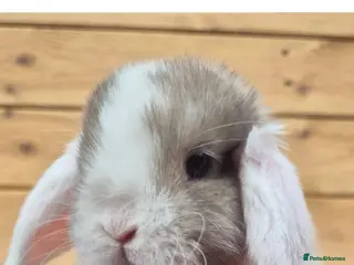 Mini Lop rabbits 🐰 Mini Lop Rabbits for Sale 🐰 - Advert 1