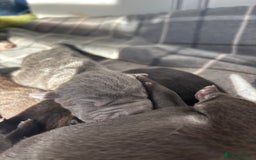 Shar Pei dogs for sale: Beautiful Shar peis - Image 4