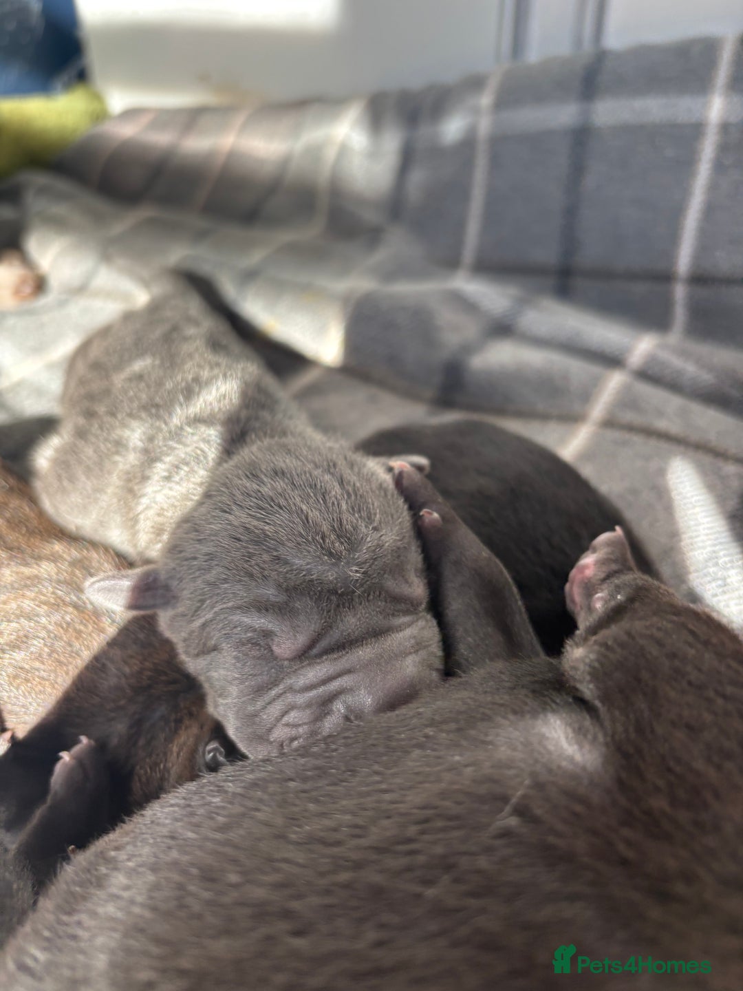 Shar Pei dogs for sale: Beautiful Shar peis - Image 4