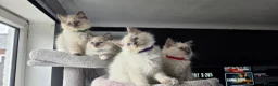 Ragdoll cats for sale: Ragdoll kittens  - Advert 7