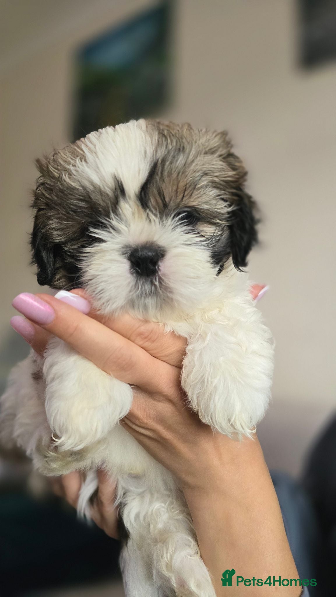 Shih Tzu dogs Beautiful Shih Tzu Boy for Sale - Advert 7