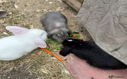 Mini Lion Lop rabbits for sale: **SOLD** Beautiful Mini Lion Lops **SOLD** - Image 2