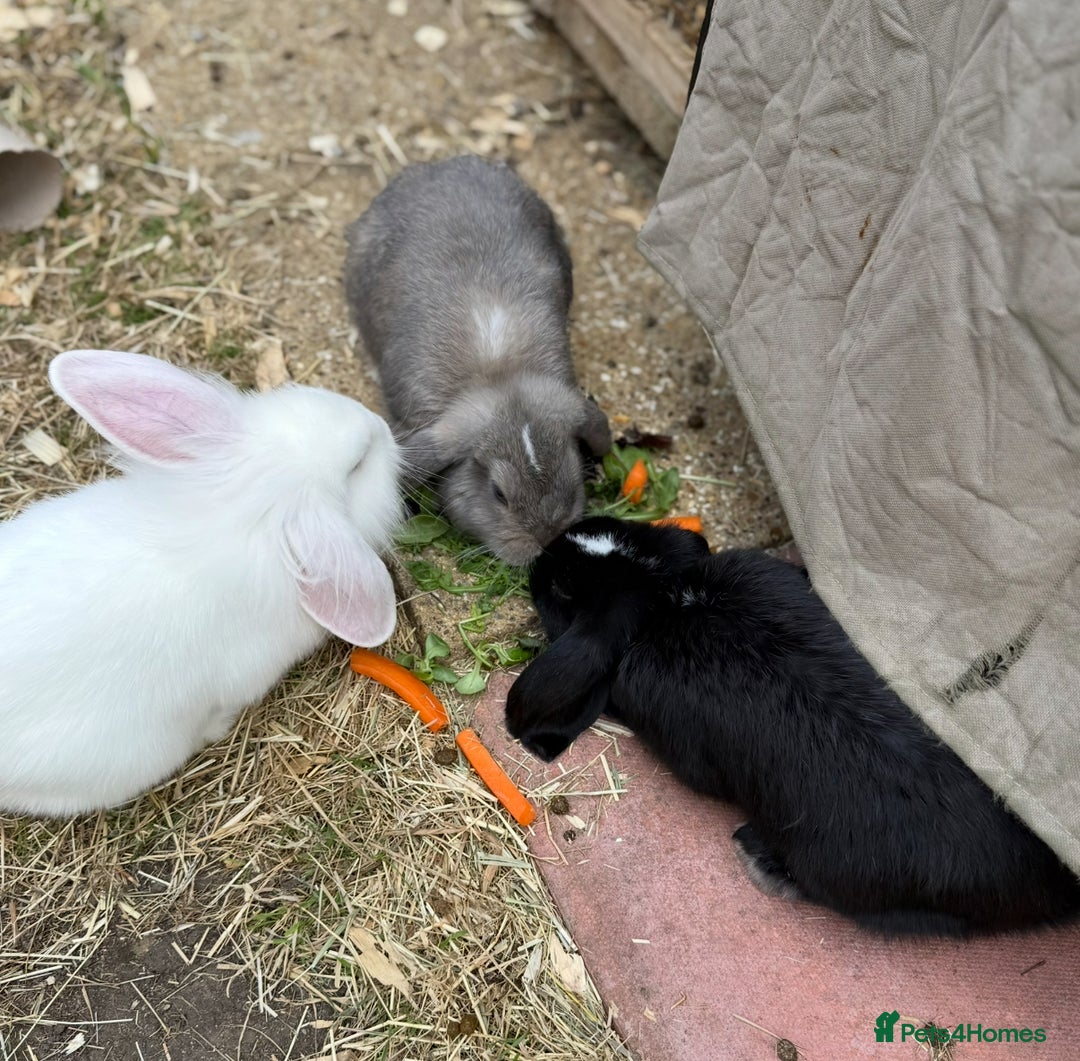 Mini Lion Lop rabbits for sale: **SOLD** Beautiful Mini Lion Lops **SOLD** - Image 2