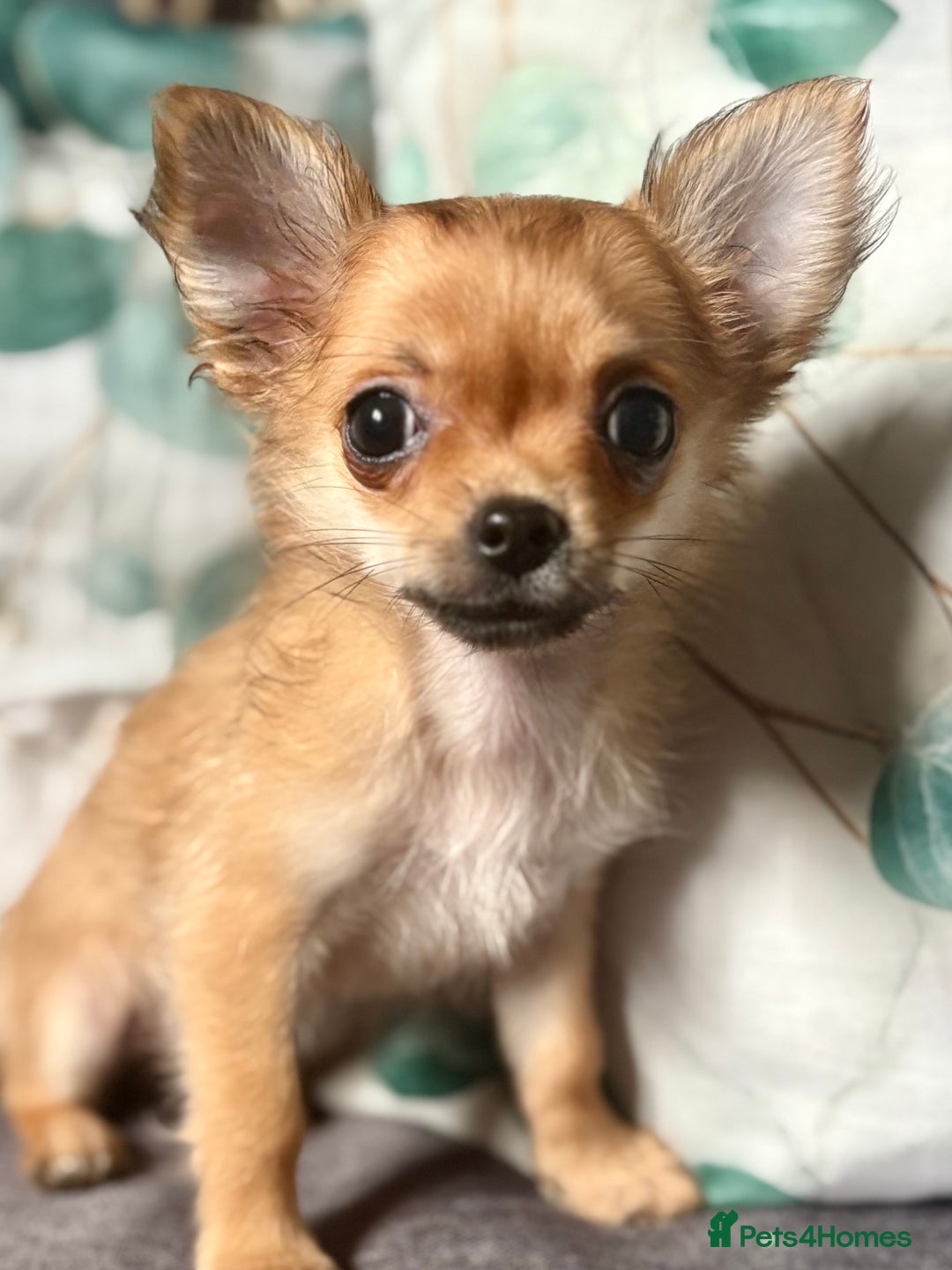 Chihuahua dogs for sale: REDUCED last long hair female pup. - Image 11