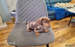 Miniature Dachshund dogs for sale: Miniature dachshund short haired puppies for sale£ - Image 14