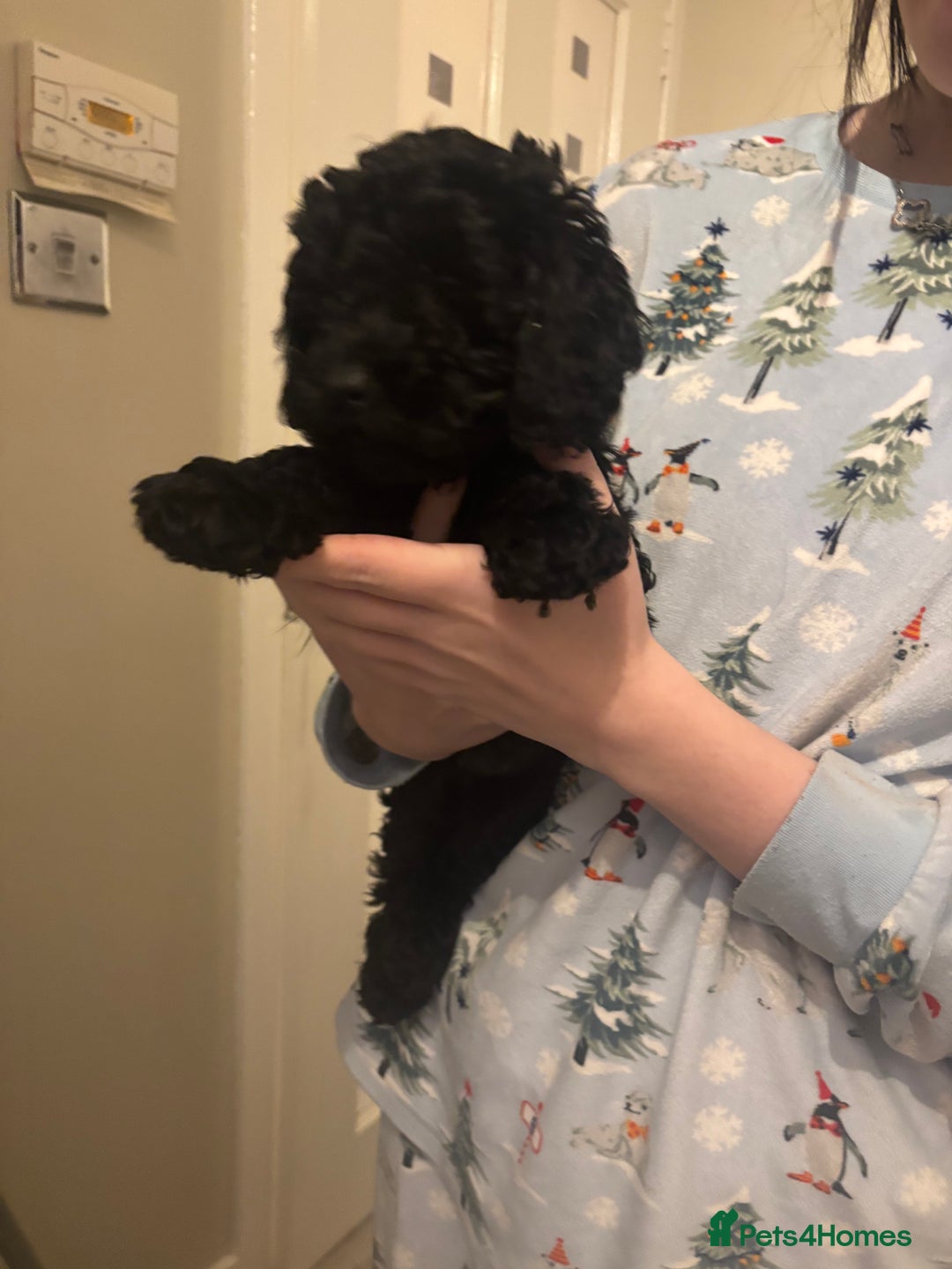 Toy Poodle dogs for sale: Toy poodle boy ready to leave now - Advert 9