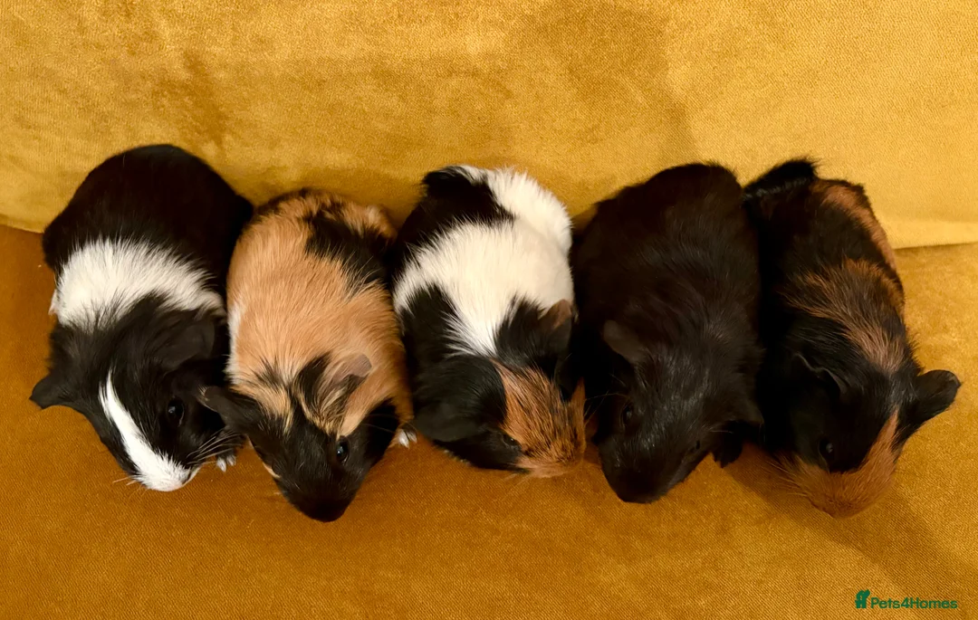 Guinea Pig rodents for sale: Baby guinea pigs in Oldham - Advert 2