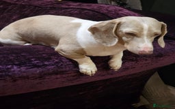 Dachshund dogs for sale: KC Registered Shorthaired dachshunds  - Image 26