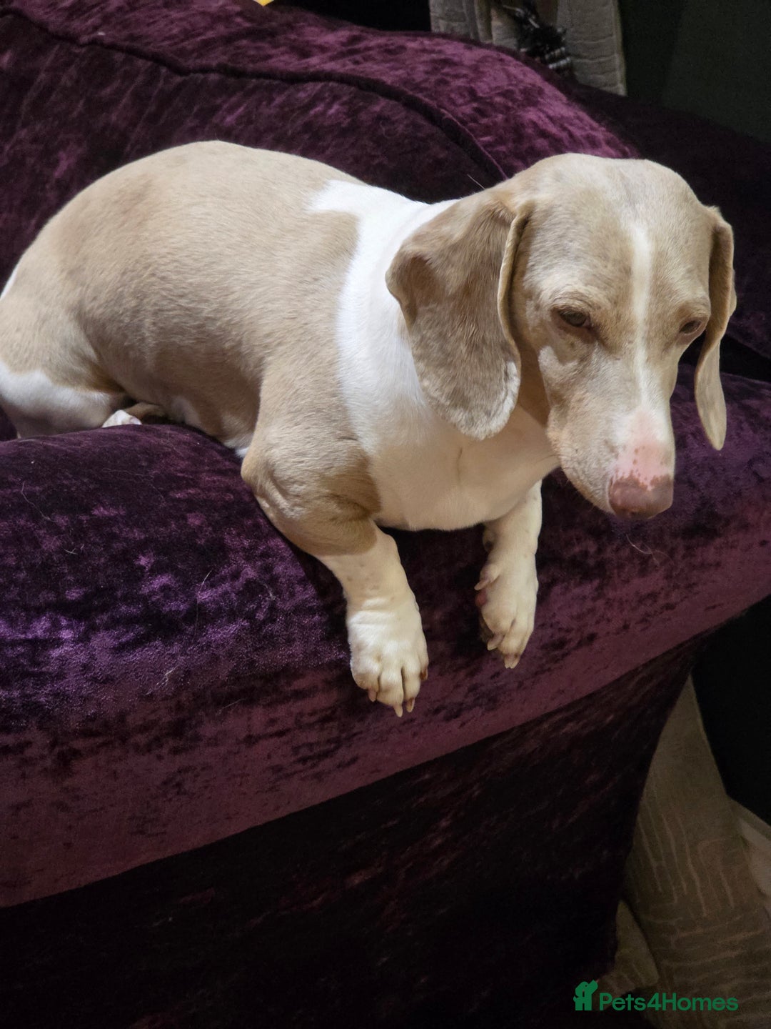 Dachshund dogs for sale: KC Registered Shorthaired dachshunds  - Image 26