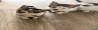 Bengal 4