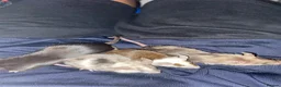 Mouse rodents for sale: 4 fancy mice only sold in twos  - Advert 5