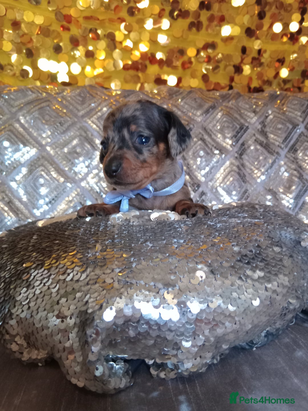 Miniature Dachshund dogs for sale: 7 MINIATURE DUSCHUND PUPPIES 🐶  - Image 15