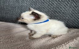 Siamese cats for sale: 3 siamese/ragdoll male kittens - Image 7