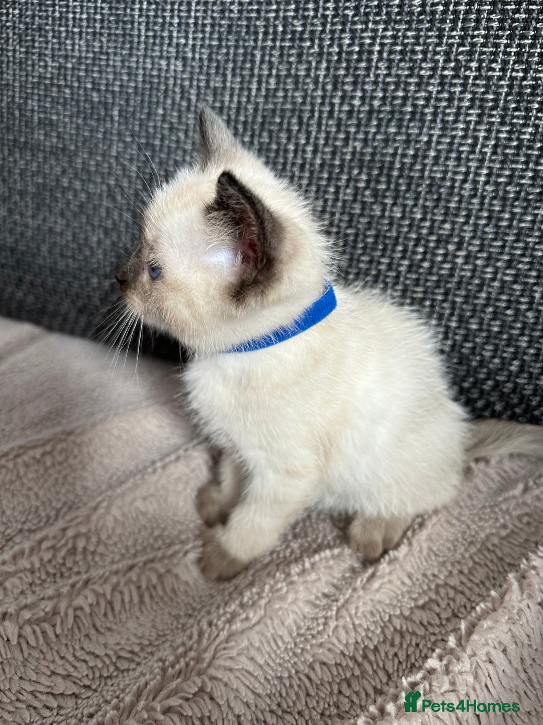 Siamese cats for sale: 3 siamese/ragdoll male kittens - Image 7