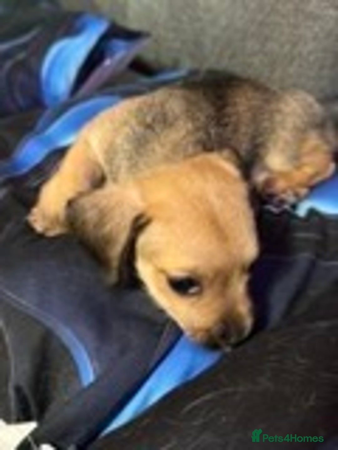 Chiweenie dogs for sale: dachund cross chihuahua puppies - Image 3