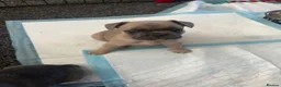 French Bulldog dogs for sale: French bull dog puppies in Houghton le Spring - Advert 7