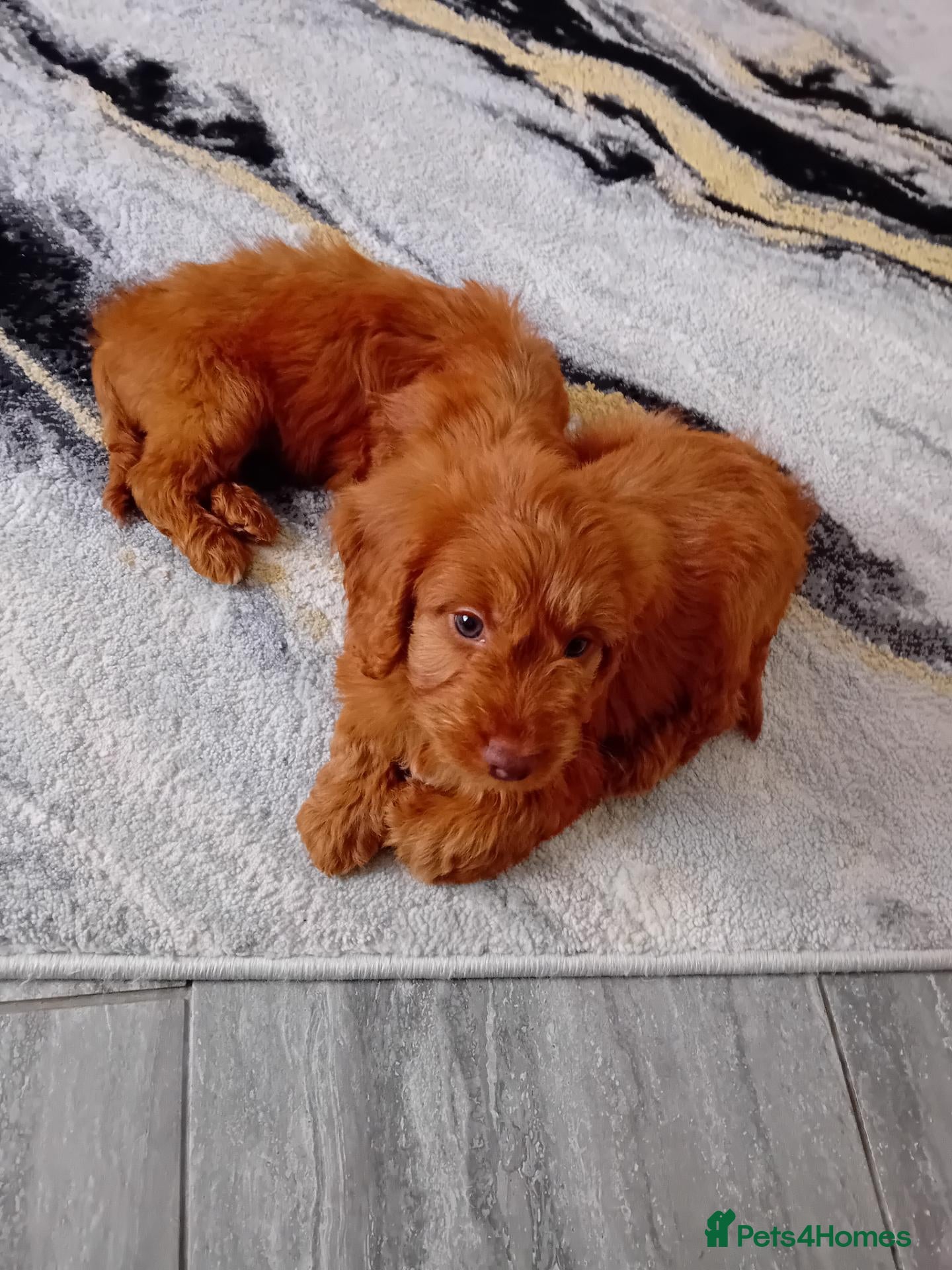 Cockapoo dogs RED SHOW COCKAPOO PRA CLEAR - Advert 2