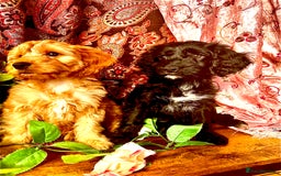 Cockapoo dogs for sale: Quality F1 Cockapoo Puppies GIRLS Various pricing  - Image 4