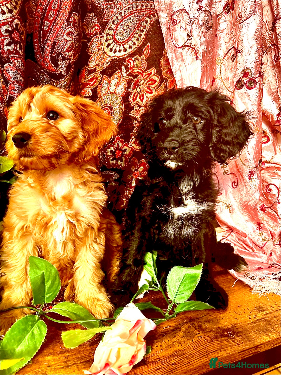 Cockapoo dogs for sale: Quality F1 Cockapoo Puppies GIRLS Various pricing  - Image 4