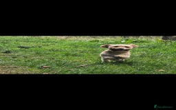 Cavapoo dogs for sale: Cavapoo female - Image 2