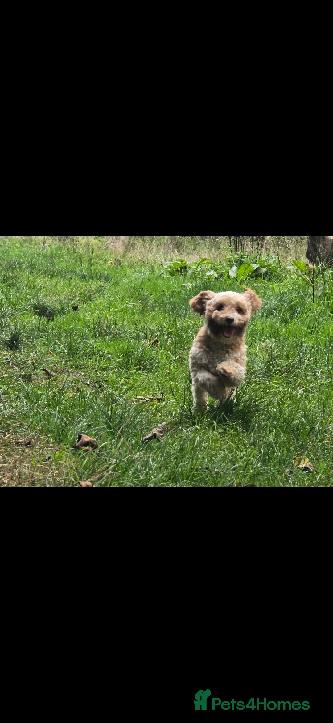 Cavapoo dogs for sale: Cavapoo female - Image 2