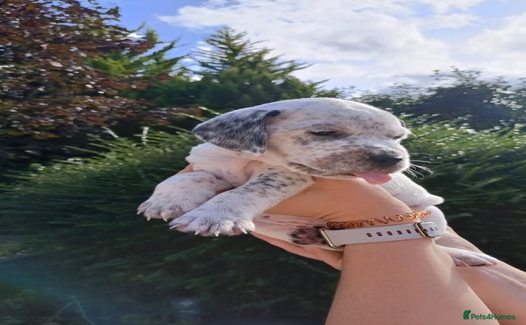 Mixed Breed dogs - Advert 3