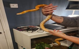 Corn Snake reptiles for sale: Corn snake and viv/accessories  - Image 2