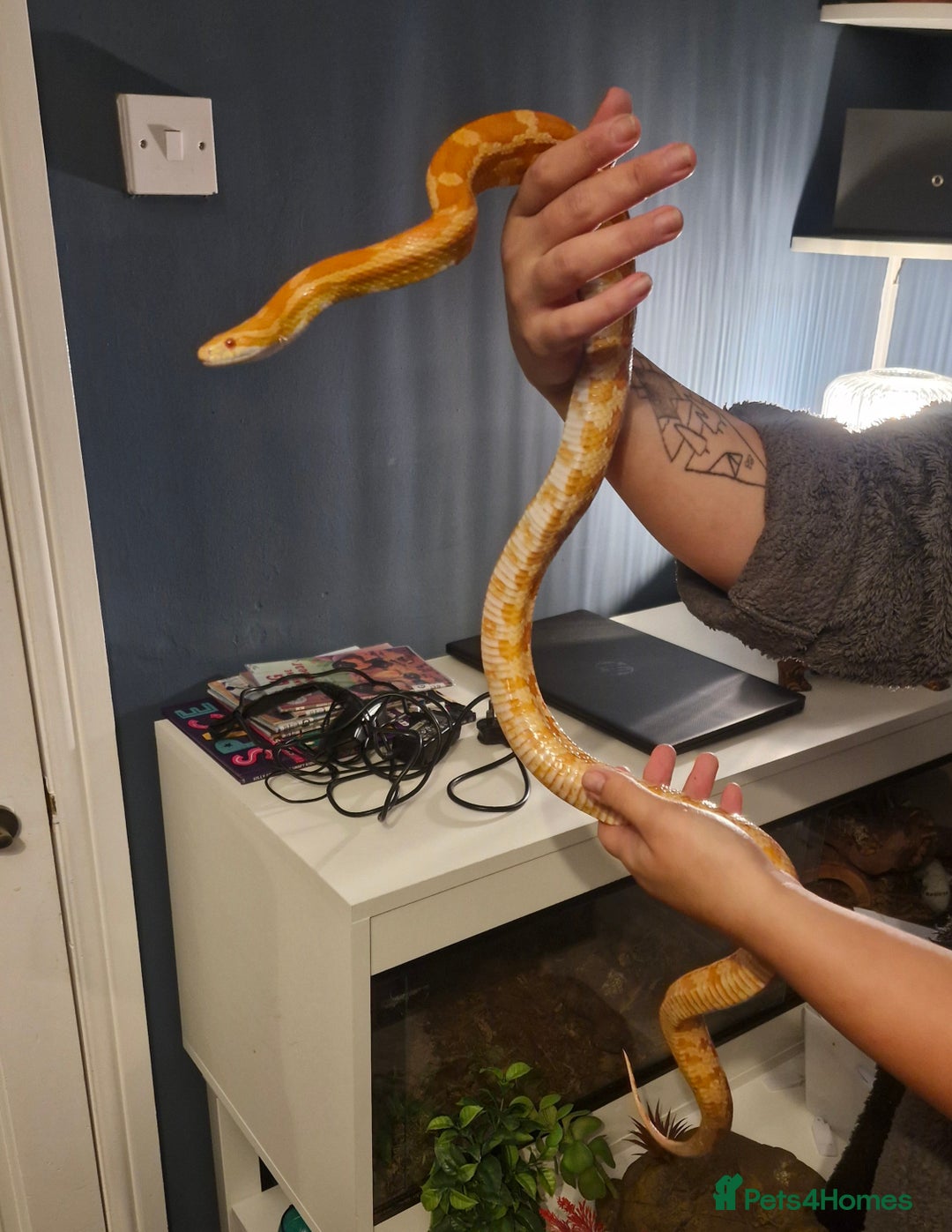 Corn Snake reptiles for sale: Corn snake and viv/accessories  - Image 2