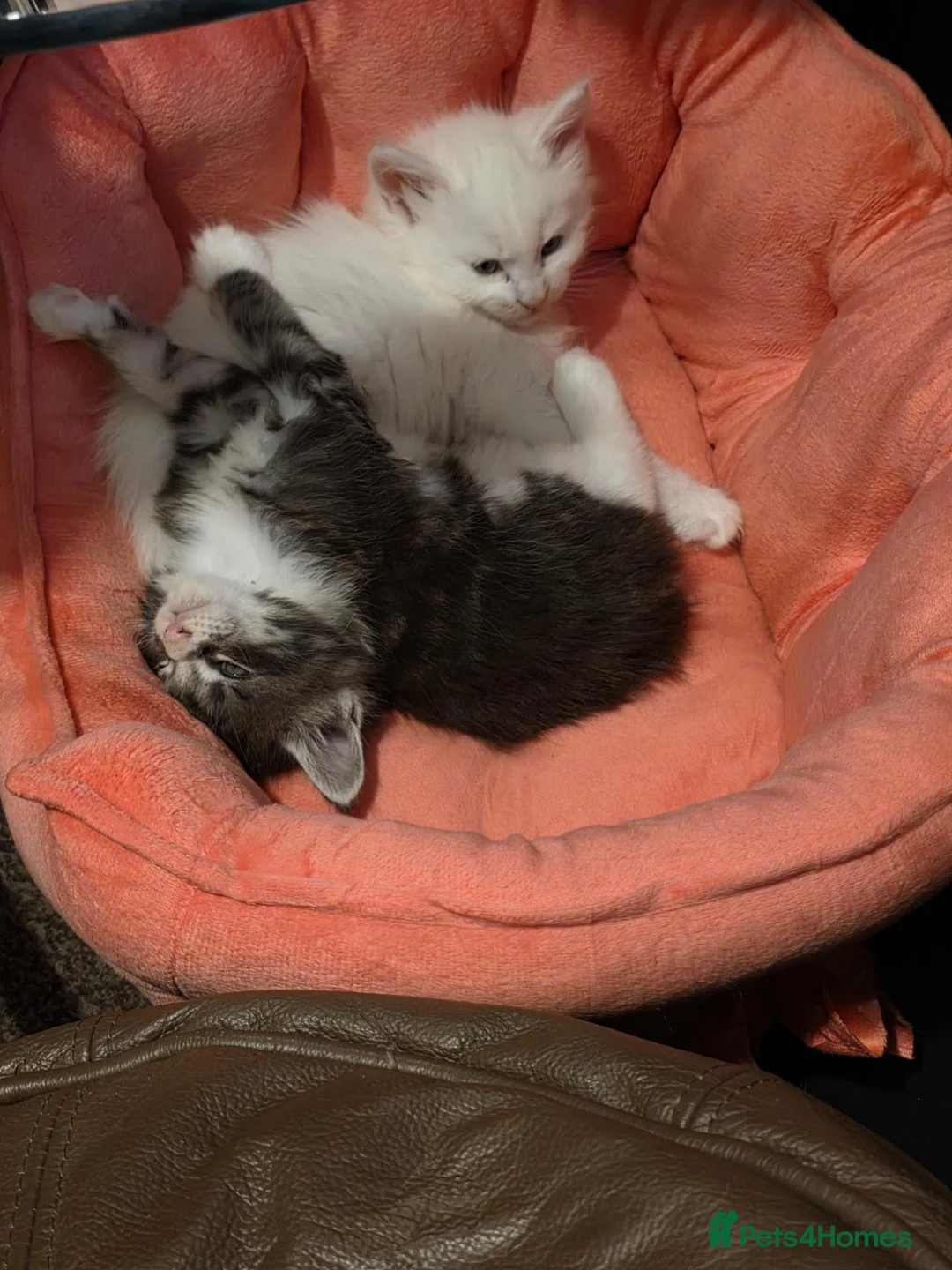 Maine Coon cats for sale: 3 maine coon kittens  - Advert 16
