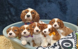 Cavalier King Charles Spaniel dogs for sale: 🩷KC Registered Cavalier King Charles Spaniels 🩷 - Image 9