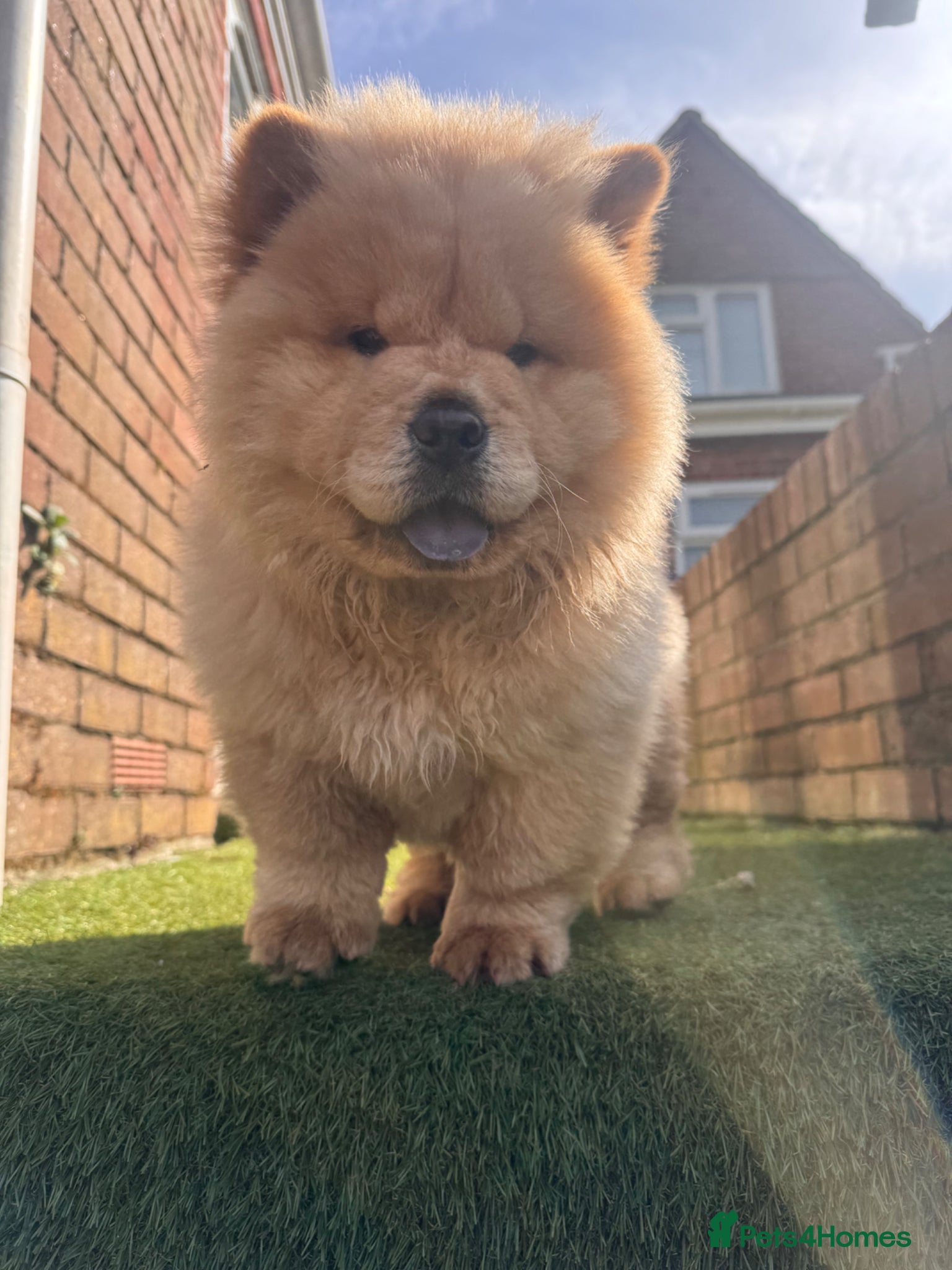 Chow Chow dogs Chow chow  - Advert 1