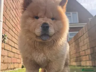Chow Chow dogs Chow chow - Advert 4