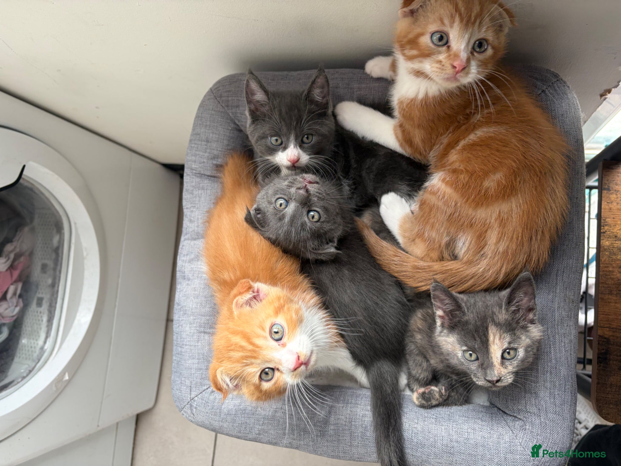 Scottish Fold cats 😻 5 Scottish Fold Kittens 🐾 - Advert 2