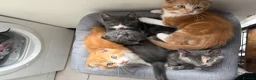 Scottish Fold cats for sale: 2 Scottish Fold Kittens - Advert 16