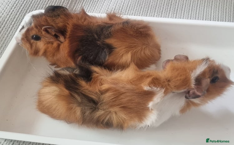 Guinea Pig rodents - Advert 2