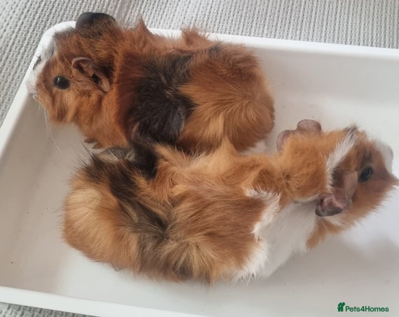 Guinea Pig rodents - Advert 3