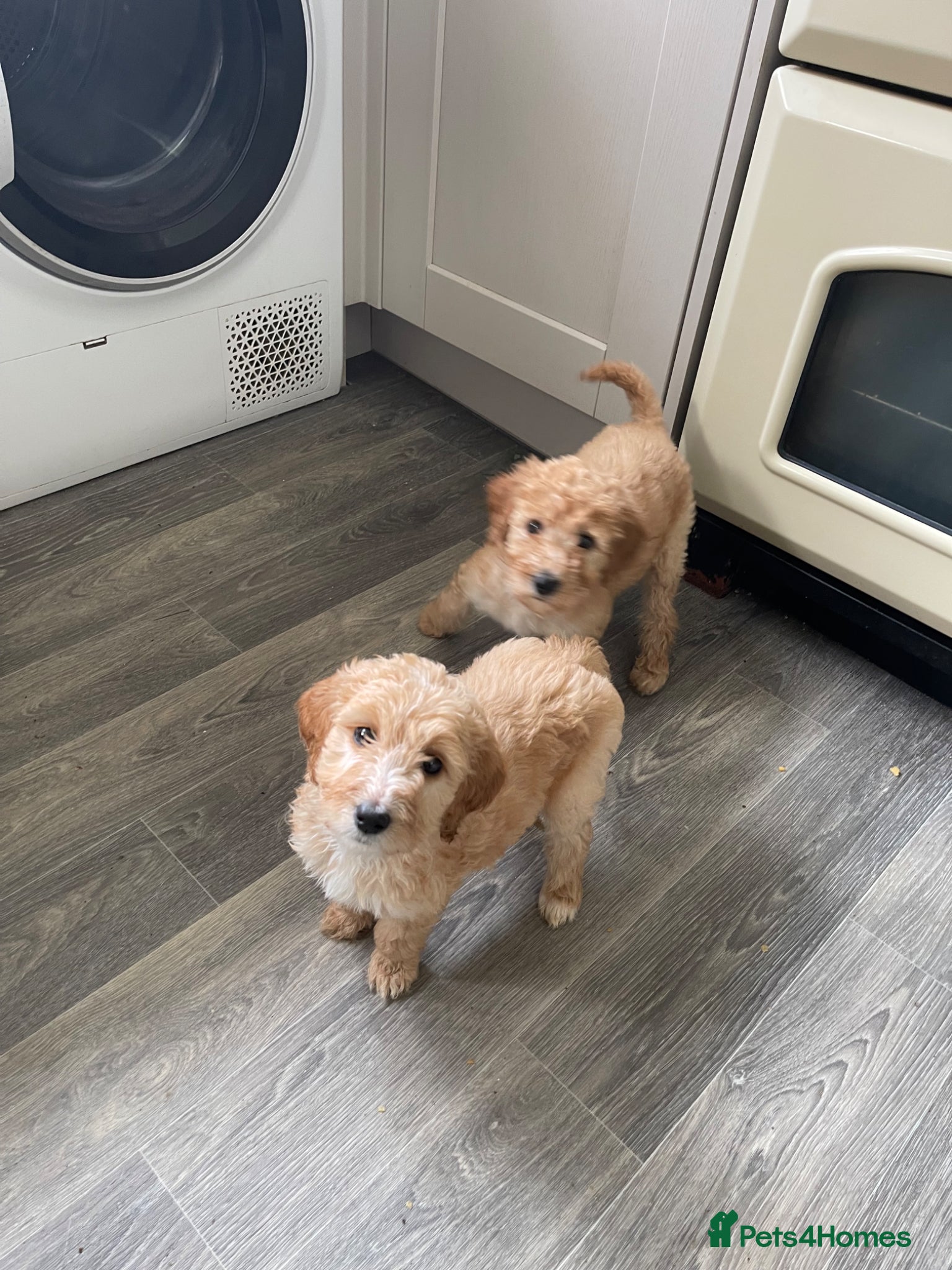 Irish Doodle dogs F1B Stunning Irish doodles - Advert 2