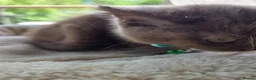 British Shorthair cats for sale: RARE! British Shorthair Kittens Cinnamon & Fawn in London - Advert 4