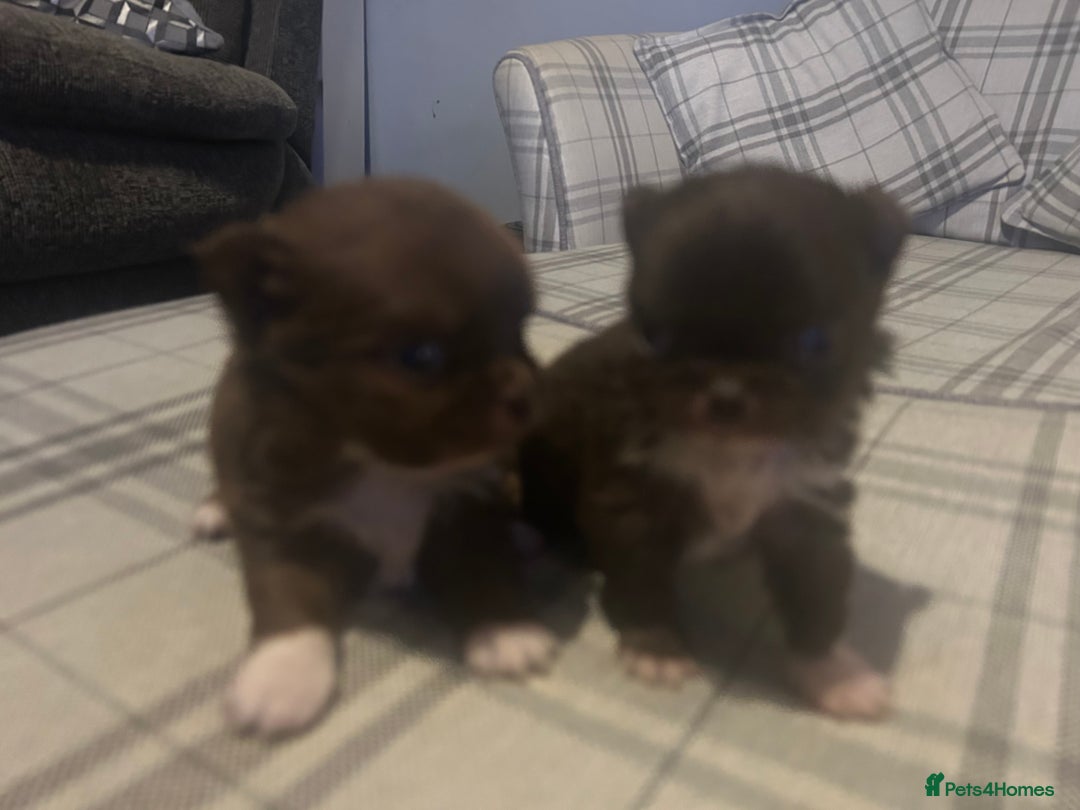 Chihuahua dogs for sale: Perfect Chihuahua pups for sale  - Advert 3