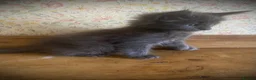 Maine Coon cats for sale: Full Maine Coon Russian Maine coon Kittens Males  - Advert 7
