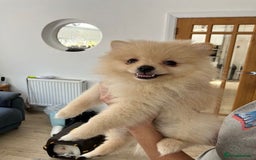 Pomeranian dogs for sale: 1 cream sable Pomeranian puppy. - Image 10