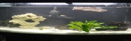 Other/Mixed Breed fish for sale: Fluvel fish tank complete set up  - Advert 1