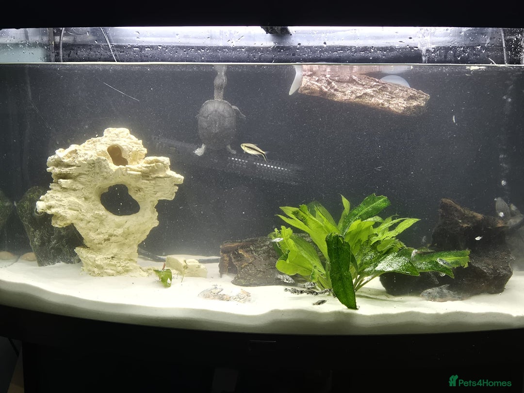 Other/Mixed Breed fish for sale: Fluvel fish tank complete set up  - Advert 1