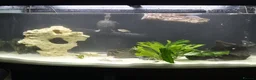 Other/Mixed Breed fish for sale: Fluvel fish tank complete set up  - Advert 1