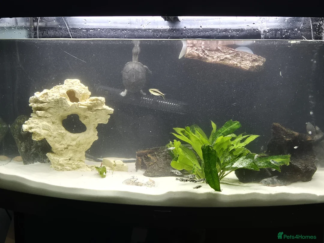 Other/Mixed Breed fish for sale: Fluvel fish tank complete set up  - Advert 1