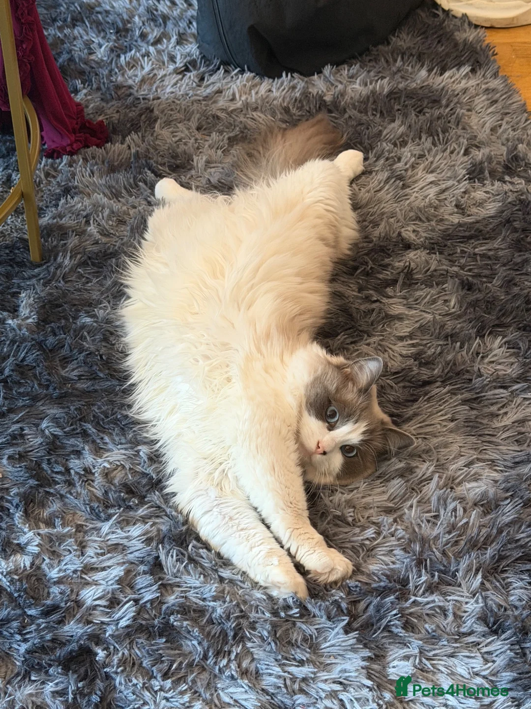 Ragdoll cats for sale: Kiki the ragdoll - Advert 2