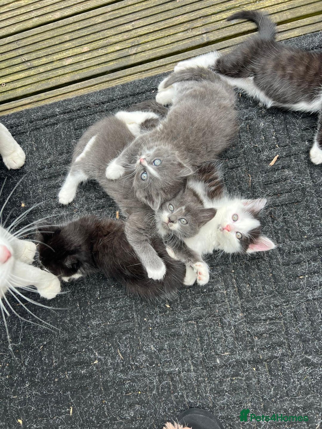 Mixed Breed cats for sale: Lovely Kitten for sale only 50£  - Image 19