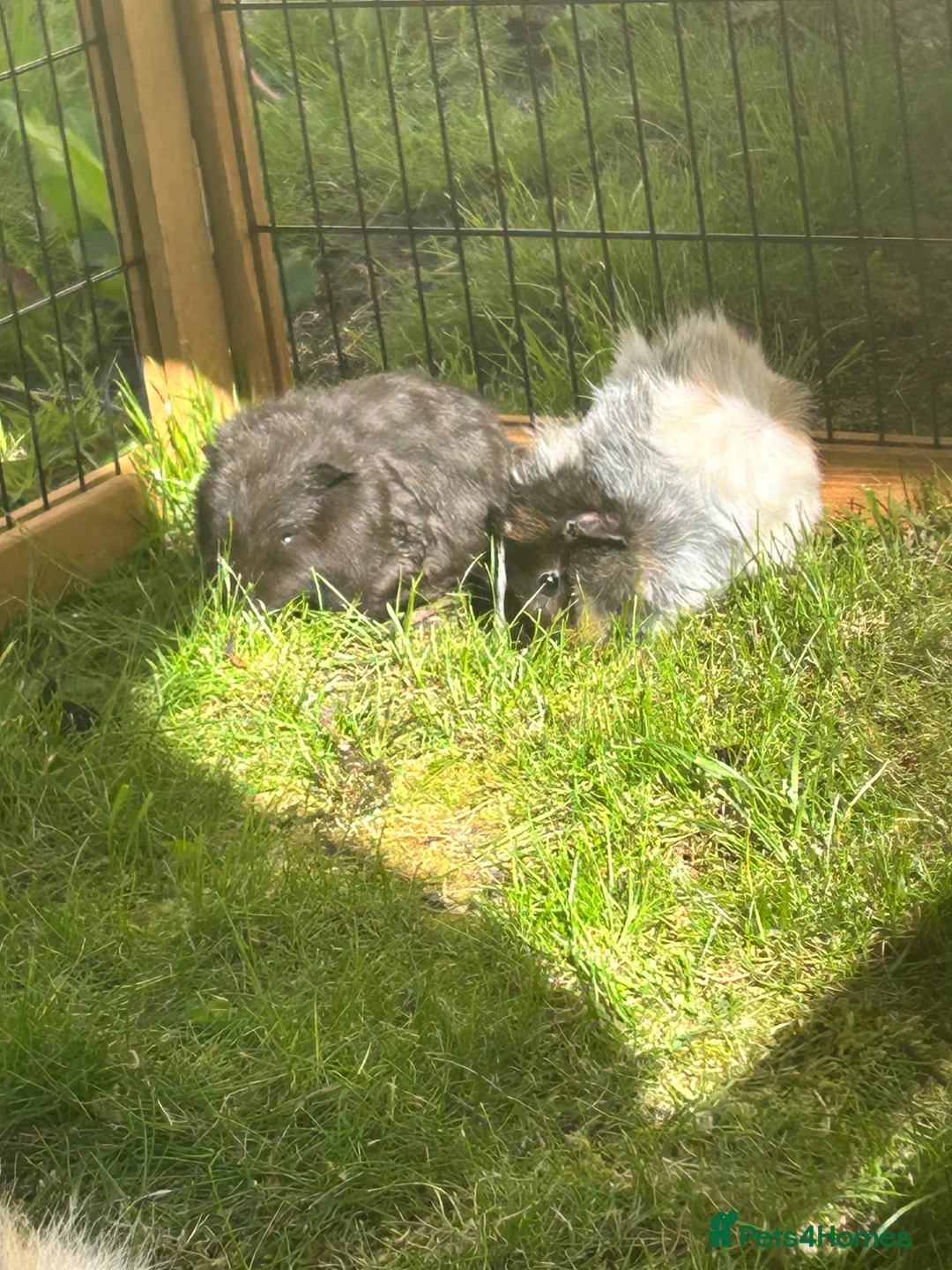 Guinea Pig rodents for sale: Mixed baby guinea pigs for sale in Stoke-on-Trent - Advert 2